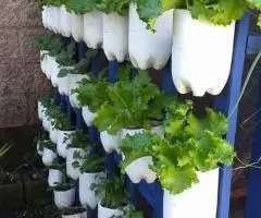 Se hacen huertas caseras, o mini jardines - 2