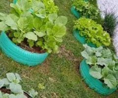 Se hacen huertas caseras, o mini jardines - 4