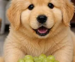 puppy for sale