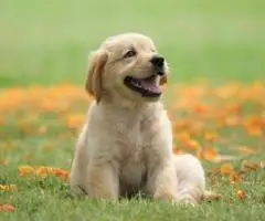 for sell this good and cute dog